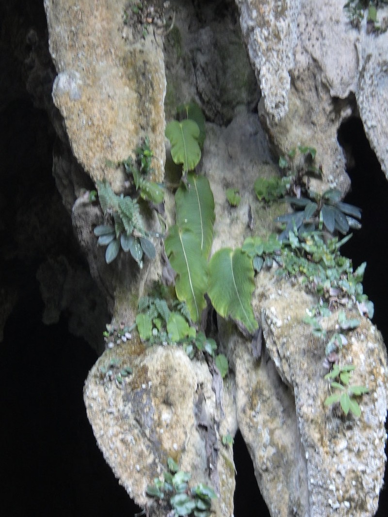 Monophyllaea insignis photo 3
