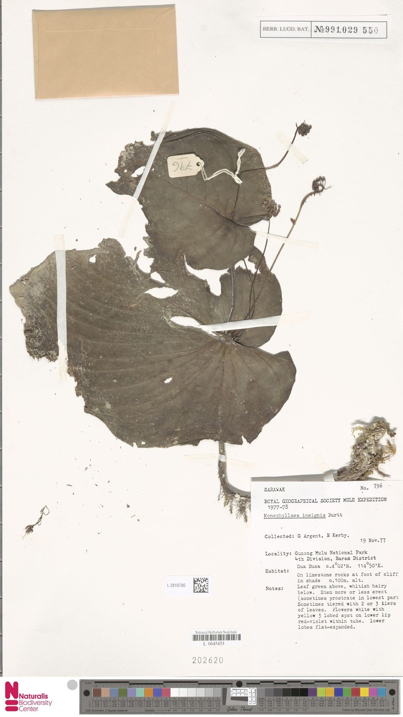 Monophyllaea insignis photo 4