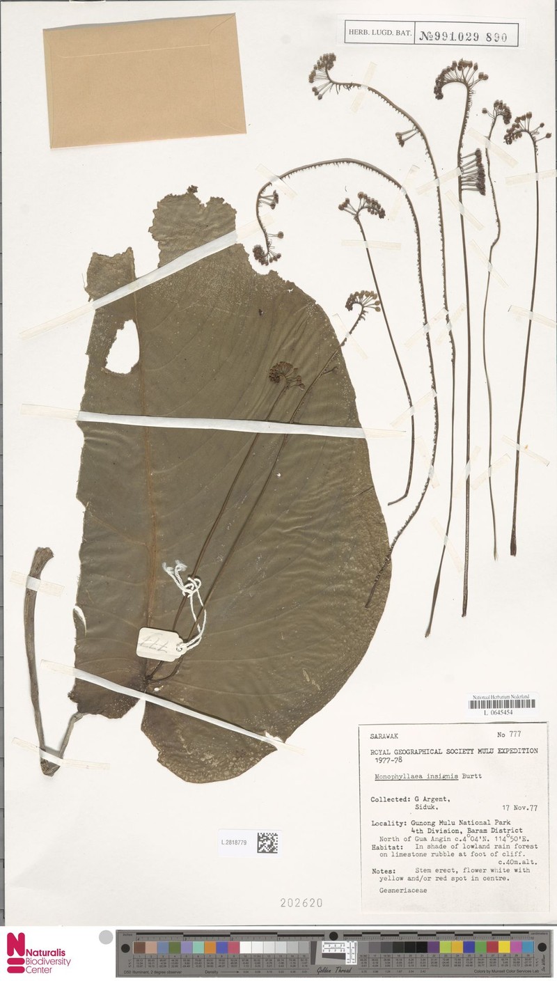 Monophyllaea insignis photo 5