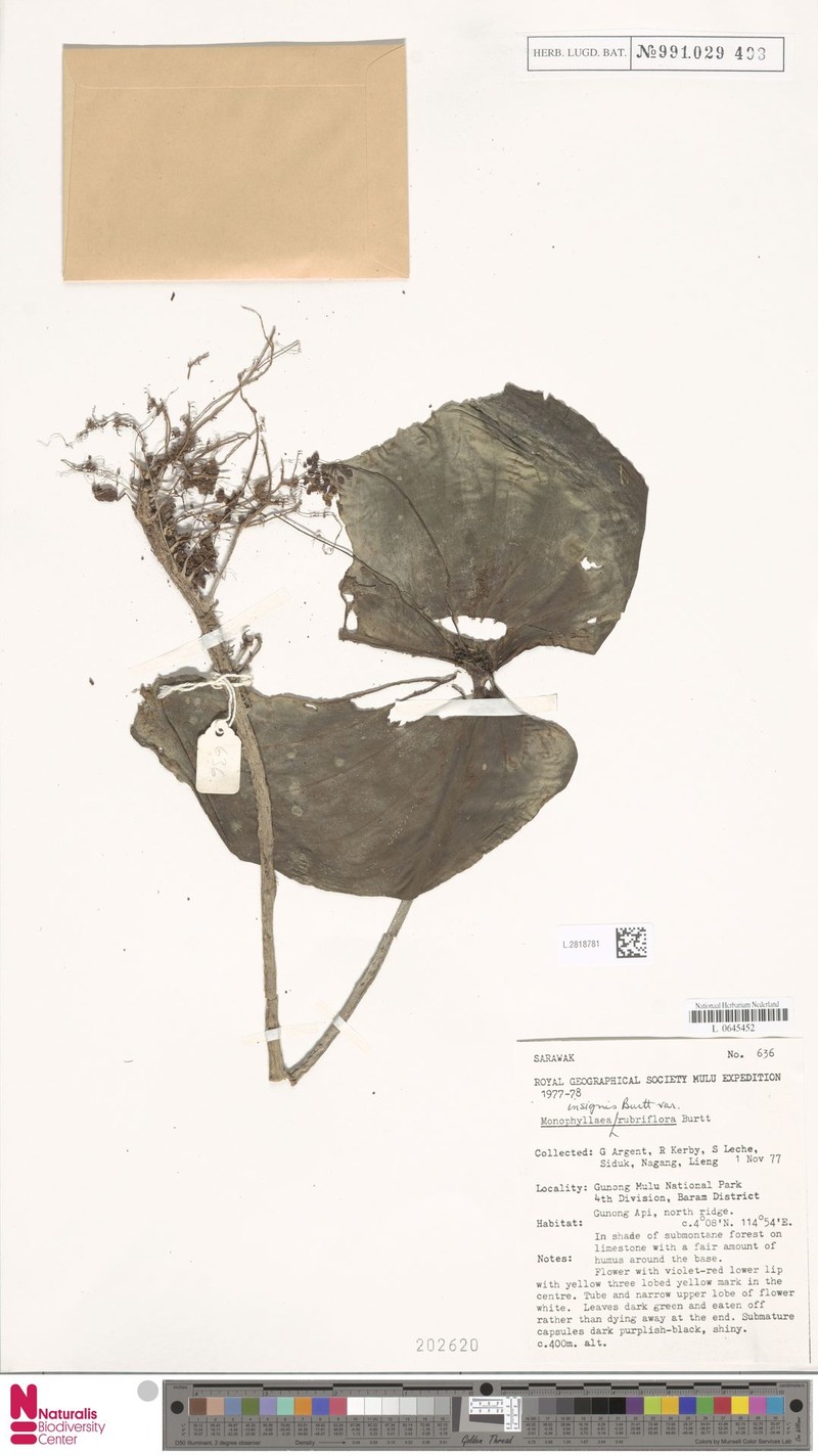 Monophyllaea insignis var. rubriflora