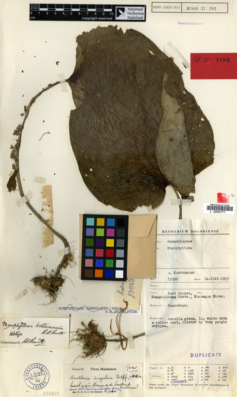 Monophyllaea kostermansii