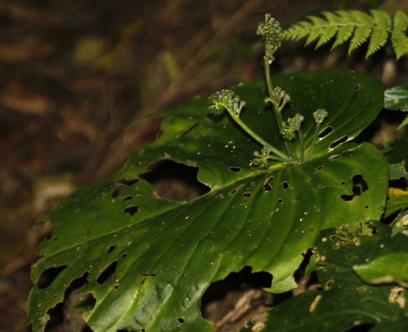 Monophyllaea leuserensis