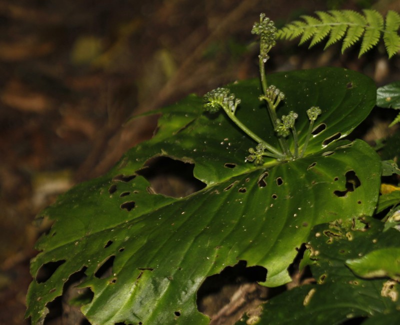 Monophyllaea leuserensis photo 6