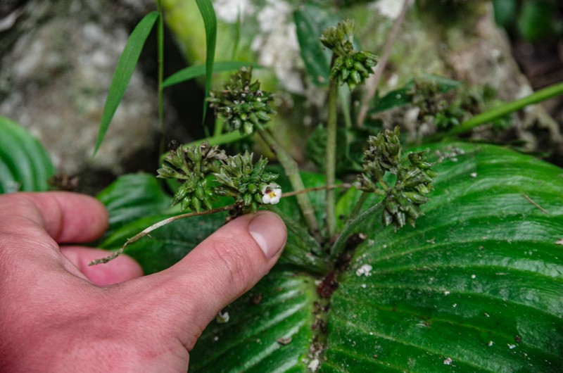 Monophyllaea merrilliana