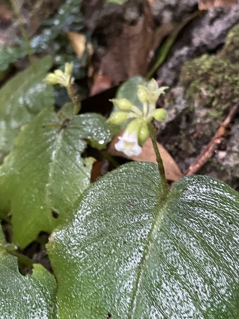 Monophyllaea merrilliana photo 2