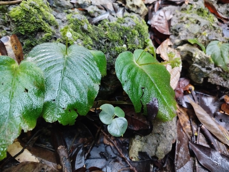Monophyllaea merrilliana photo 3
