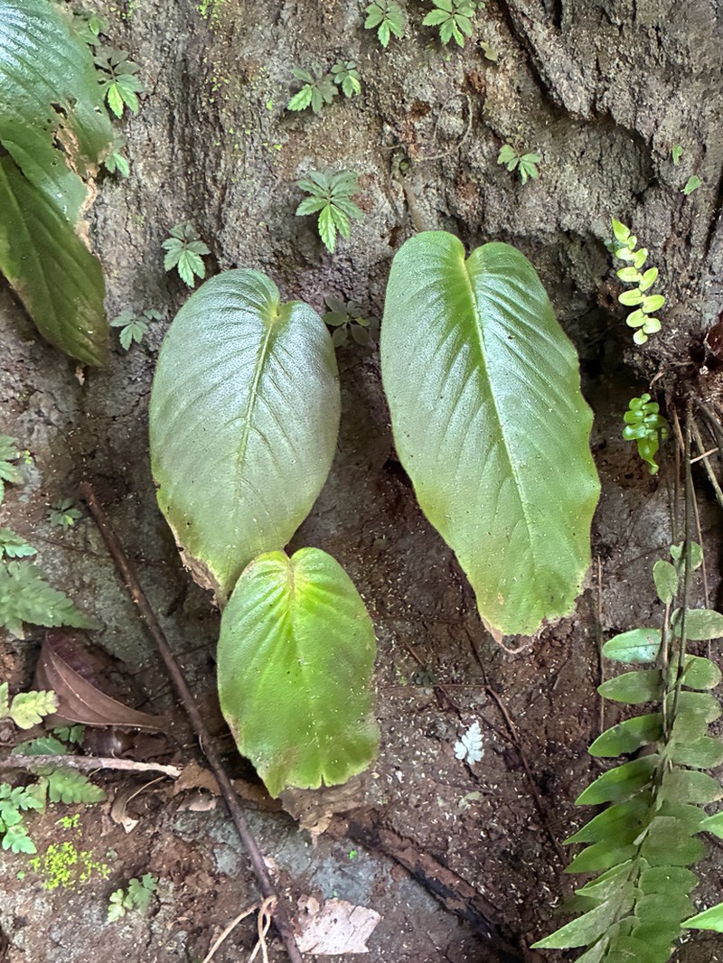 Monophyllaea merrilliana photo 4