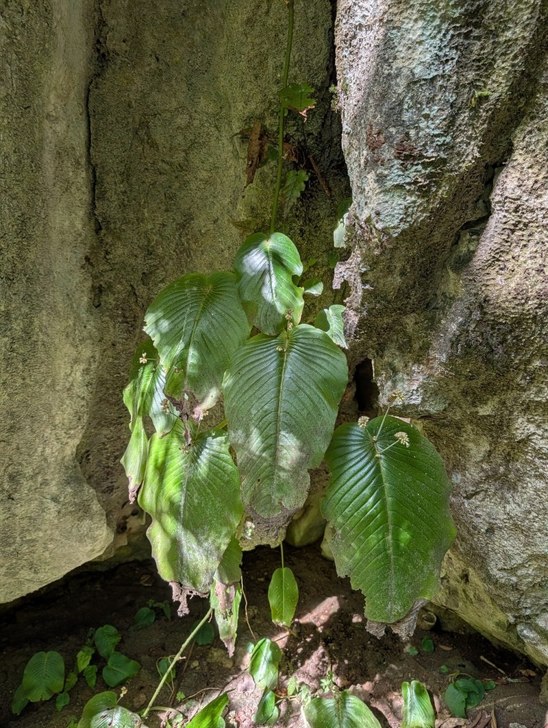 Monophyllaea merrilliana photo 5