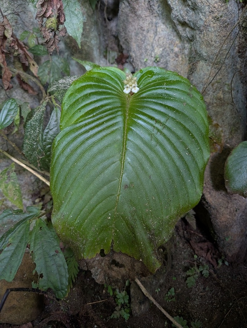 Monophyllaea merrilliana photo 6