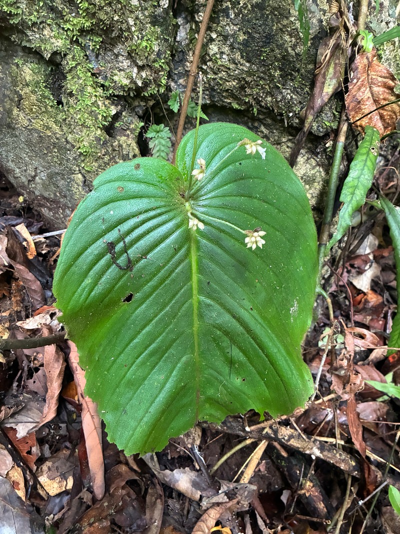 Monophyllaea merrilliana photo 7