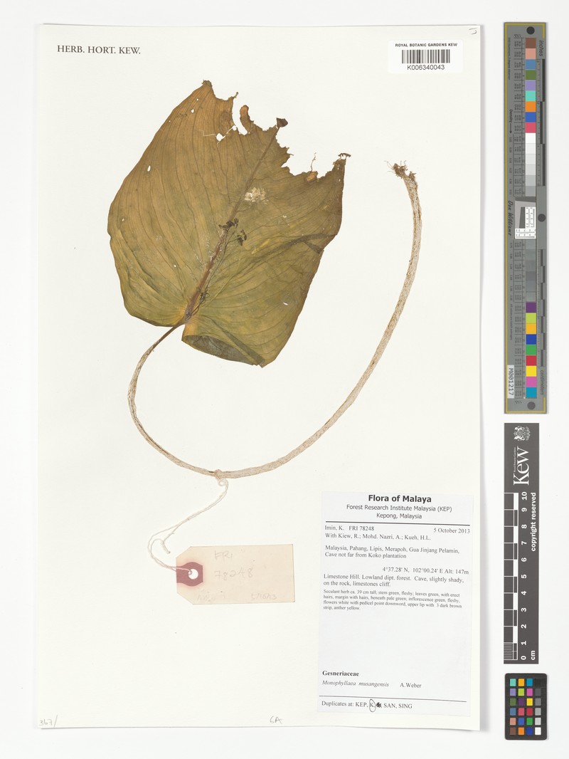 Monophyllaea musangensis