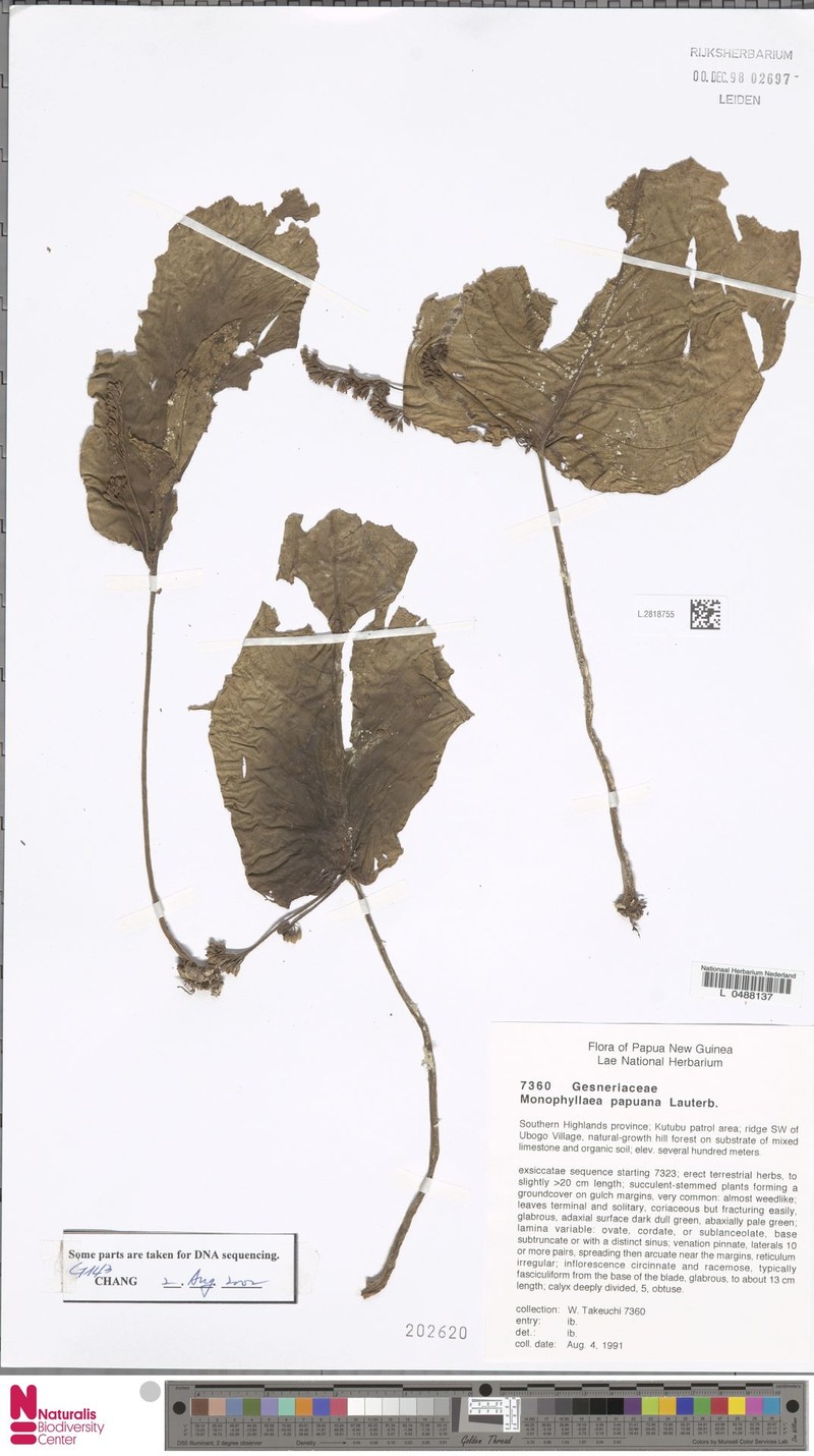 Monophyllaea papuana