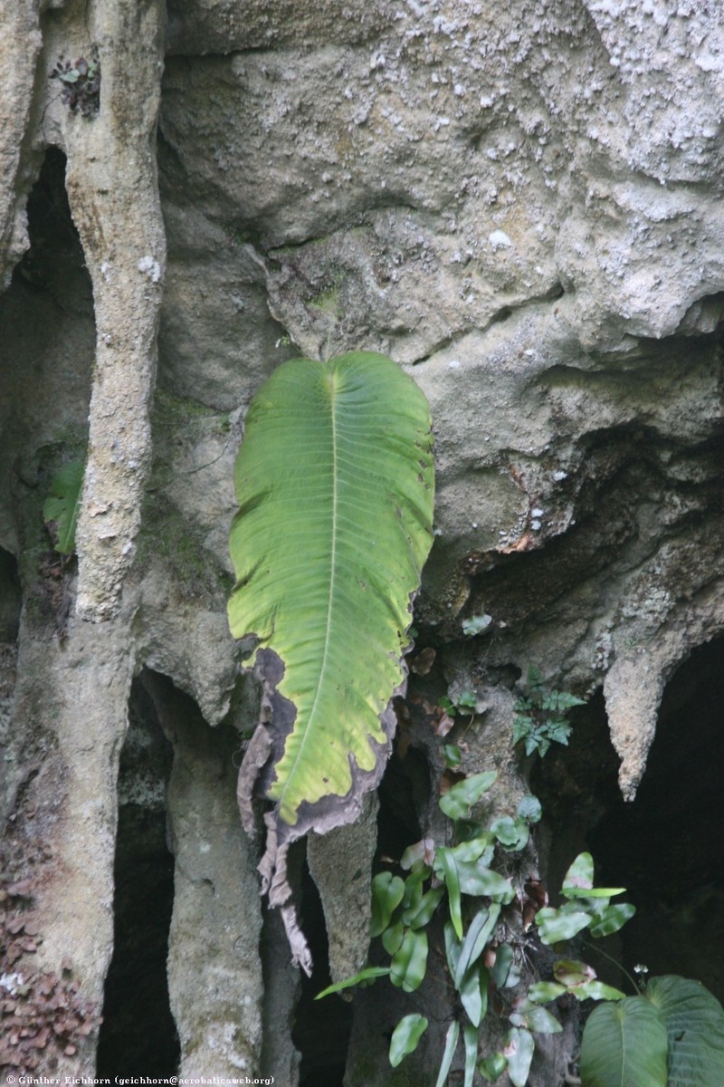 Monophyllaea pendula