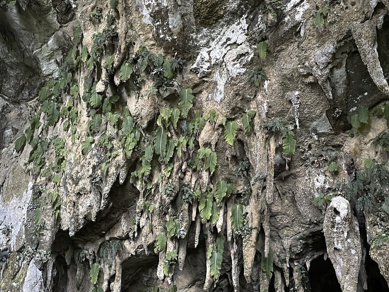 Monophyllaea pendula photo 4