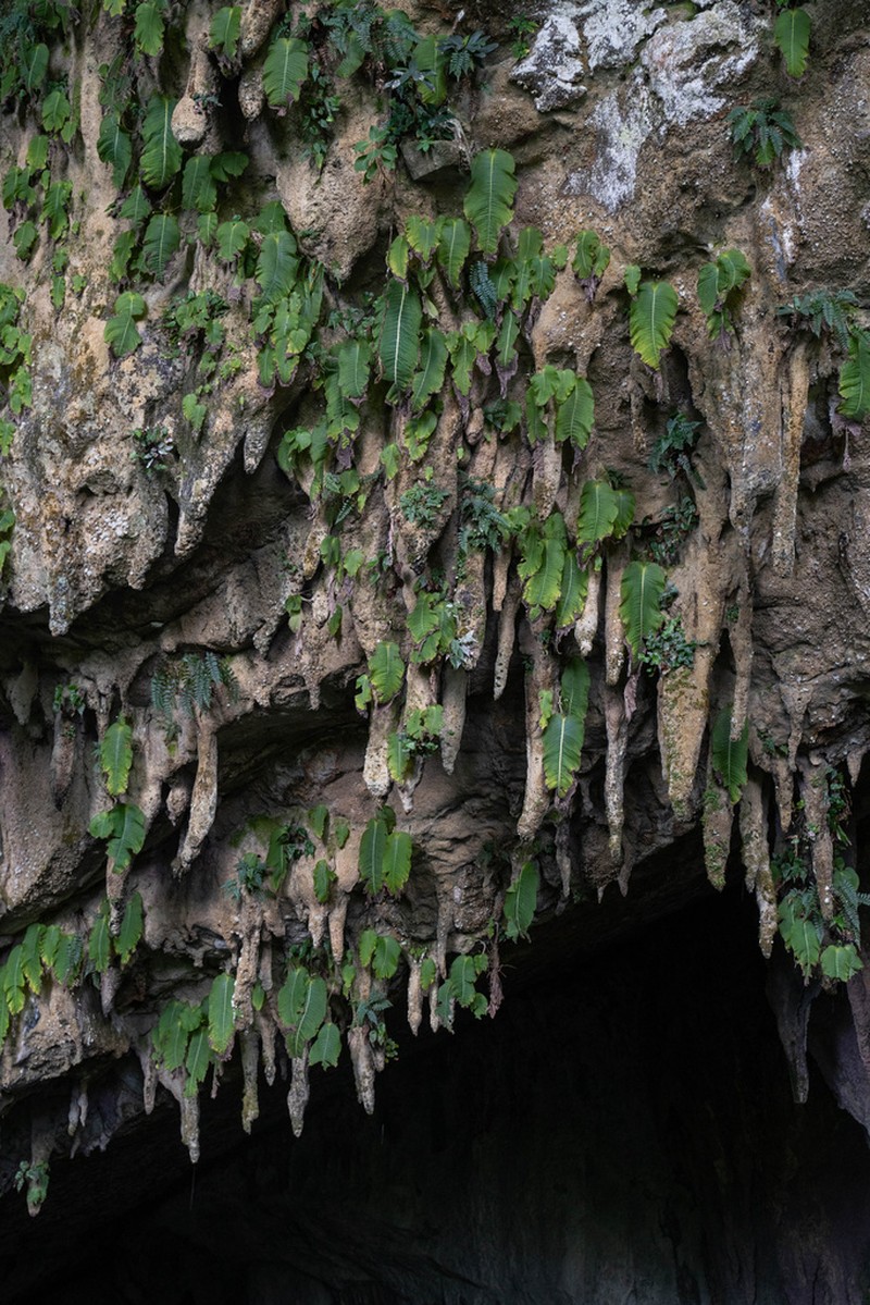 Monophyllaea pendula photo 5