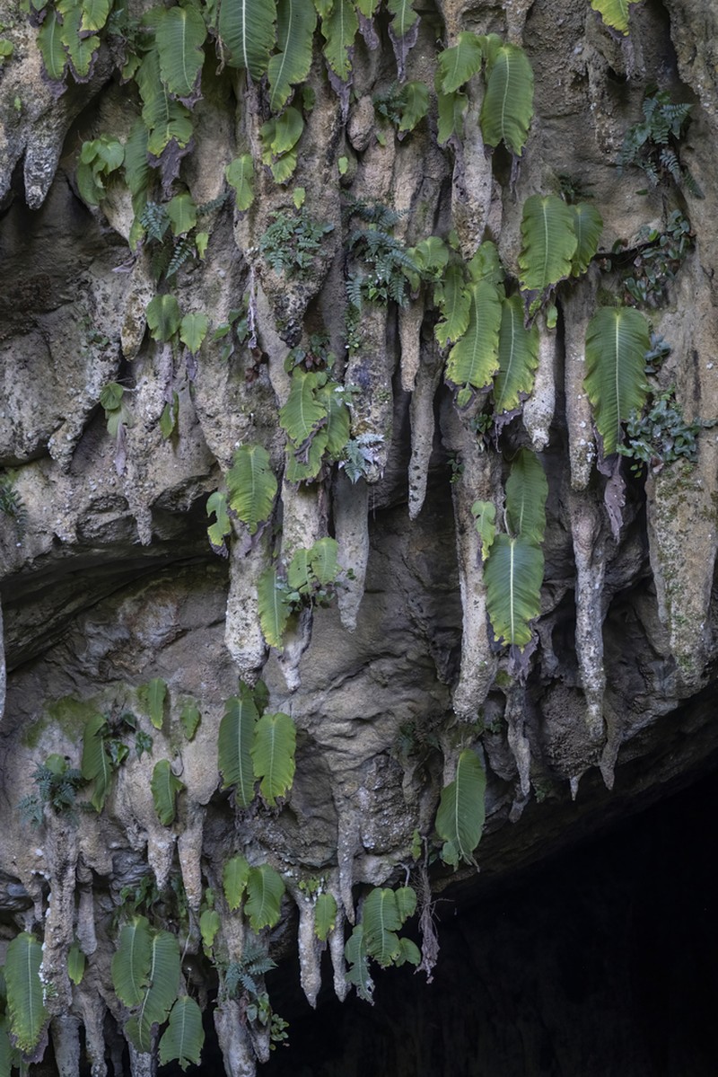 Monophyllaea pendula photo 6