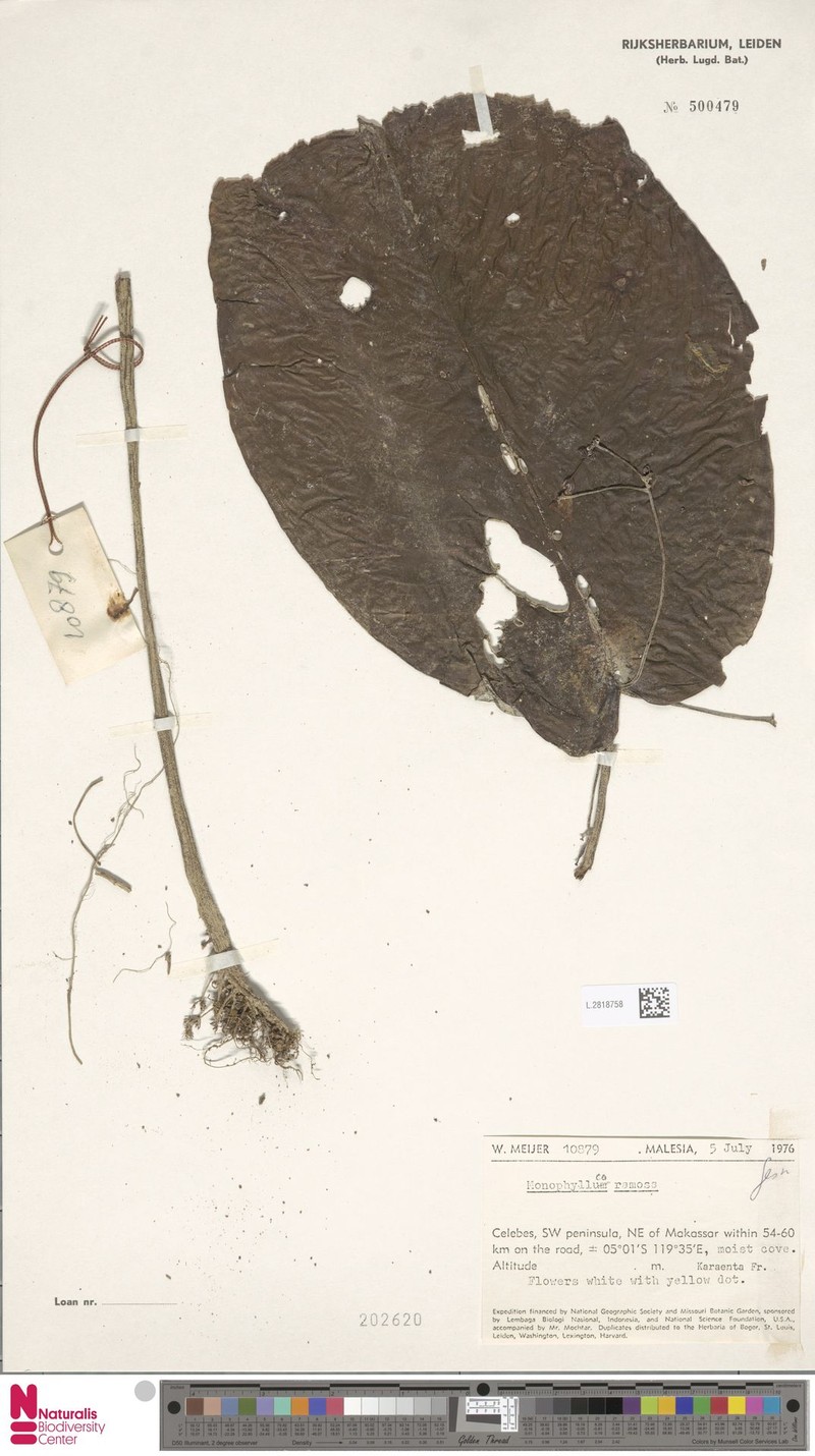 Monophyllaea ramosa