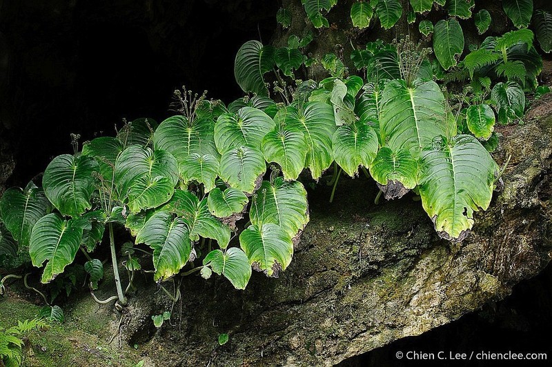 Monophyllaea sarangica