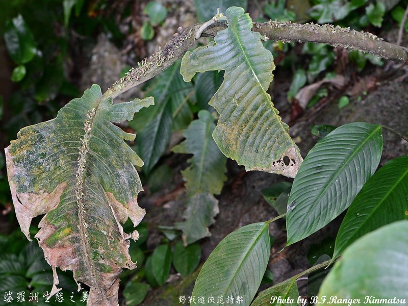 Monophyllaea singularis photo 2