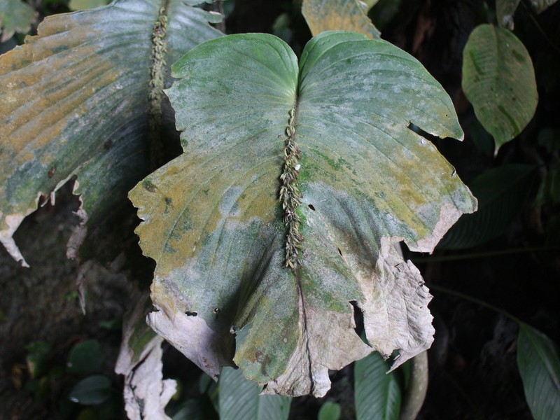 Monophyllaea singularis photo 3