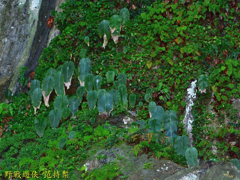 Monophyllaea singularis photo 5