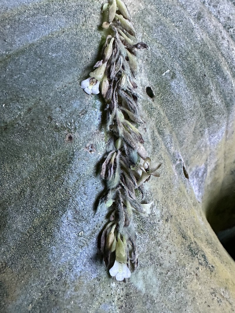 Monophyllaea singularis photo 6