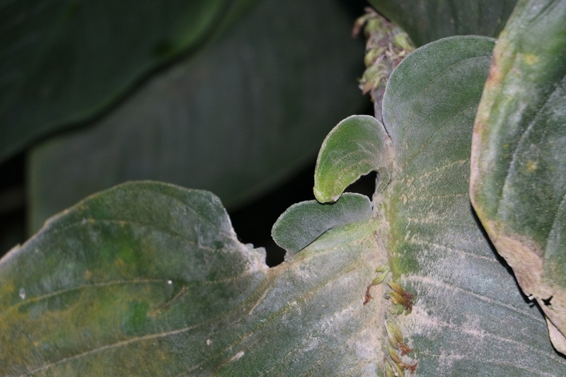 Monophyllaea singularis photo 8