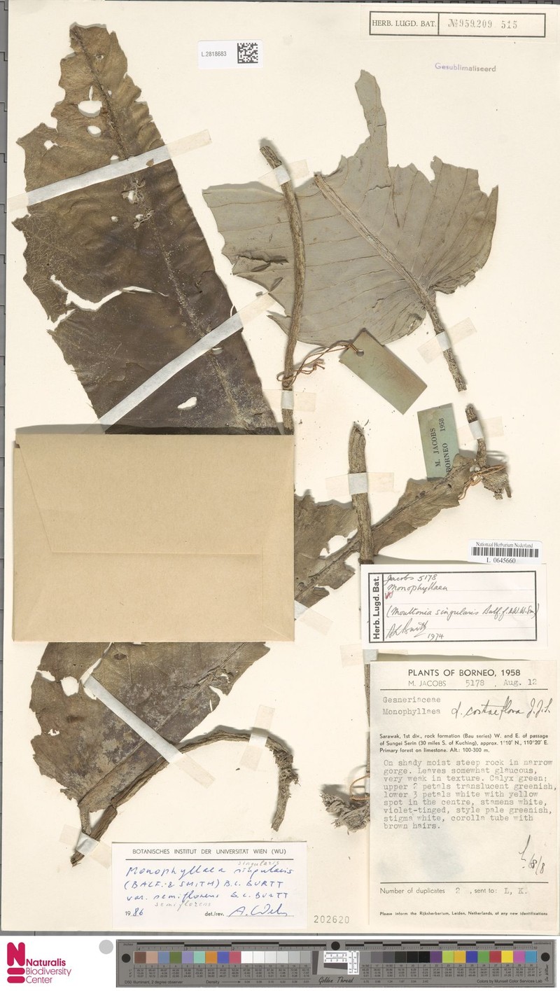 Monophyllaea singularis var. semiflorens