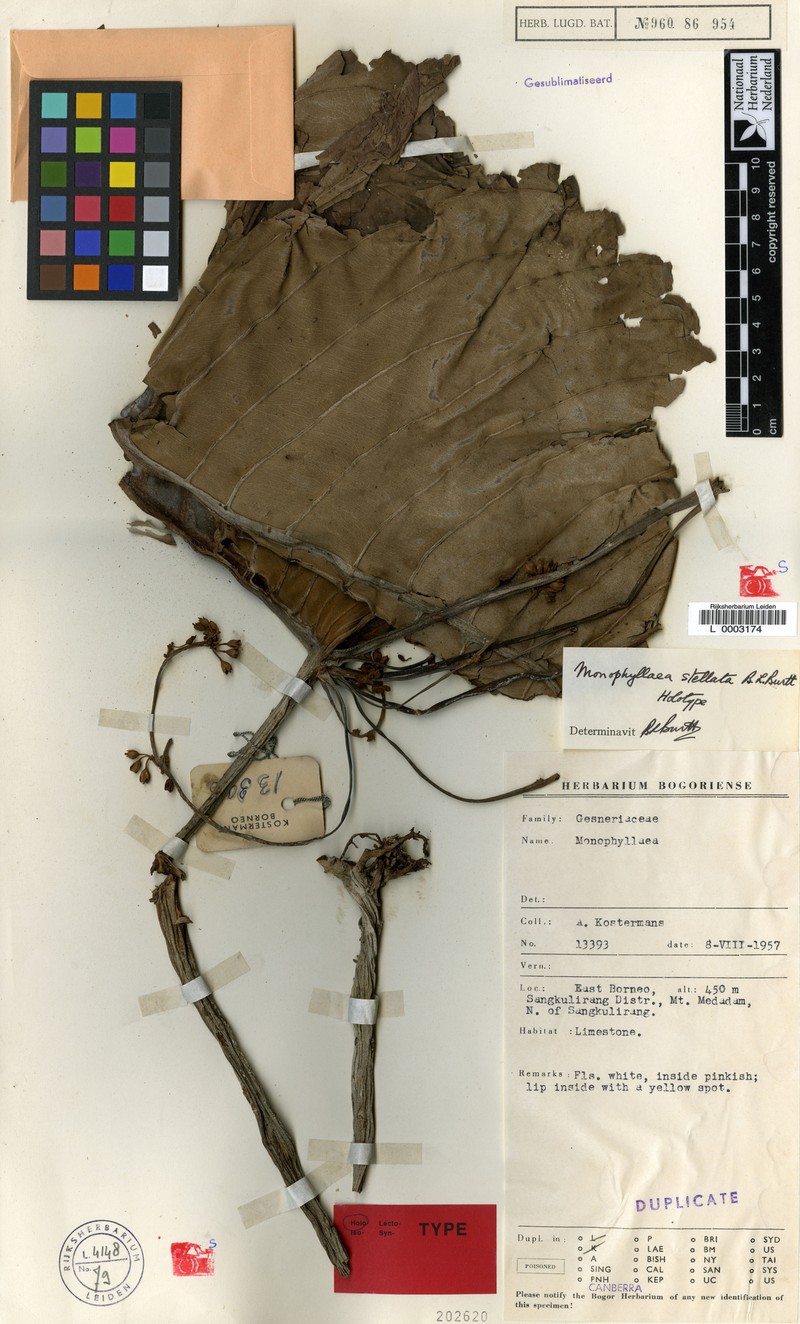 Monophyllaea stellata