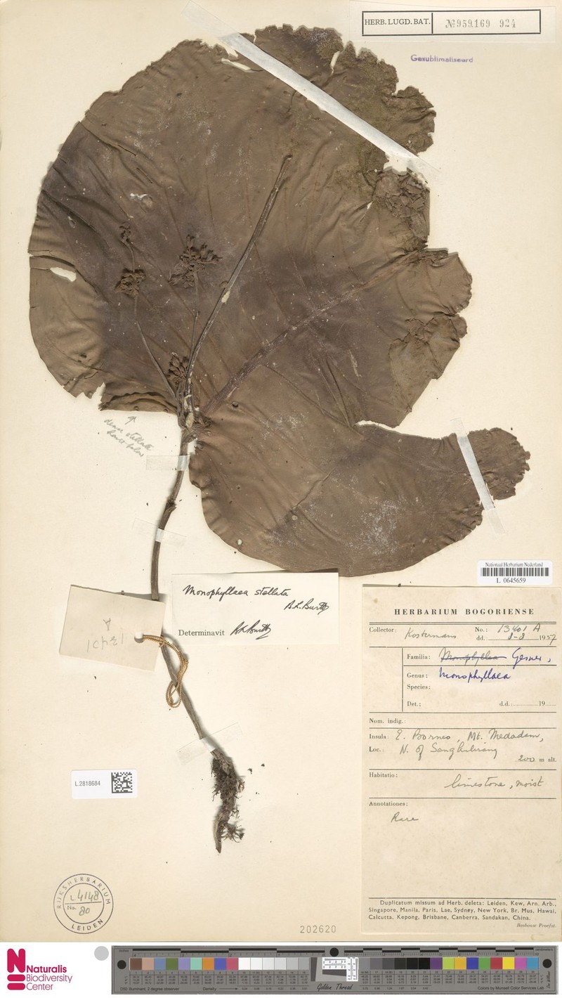 Monophyllaea stellata photo 2