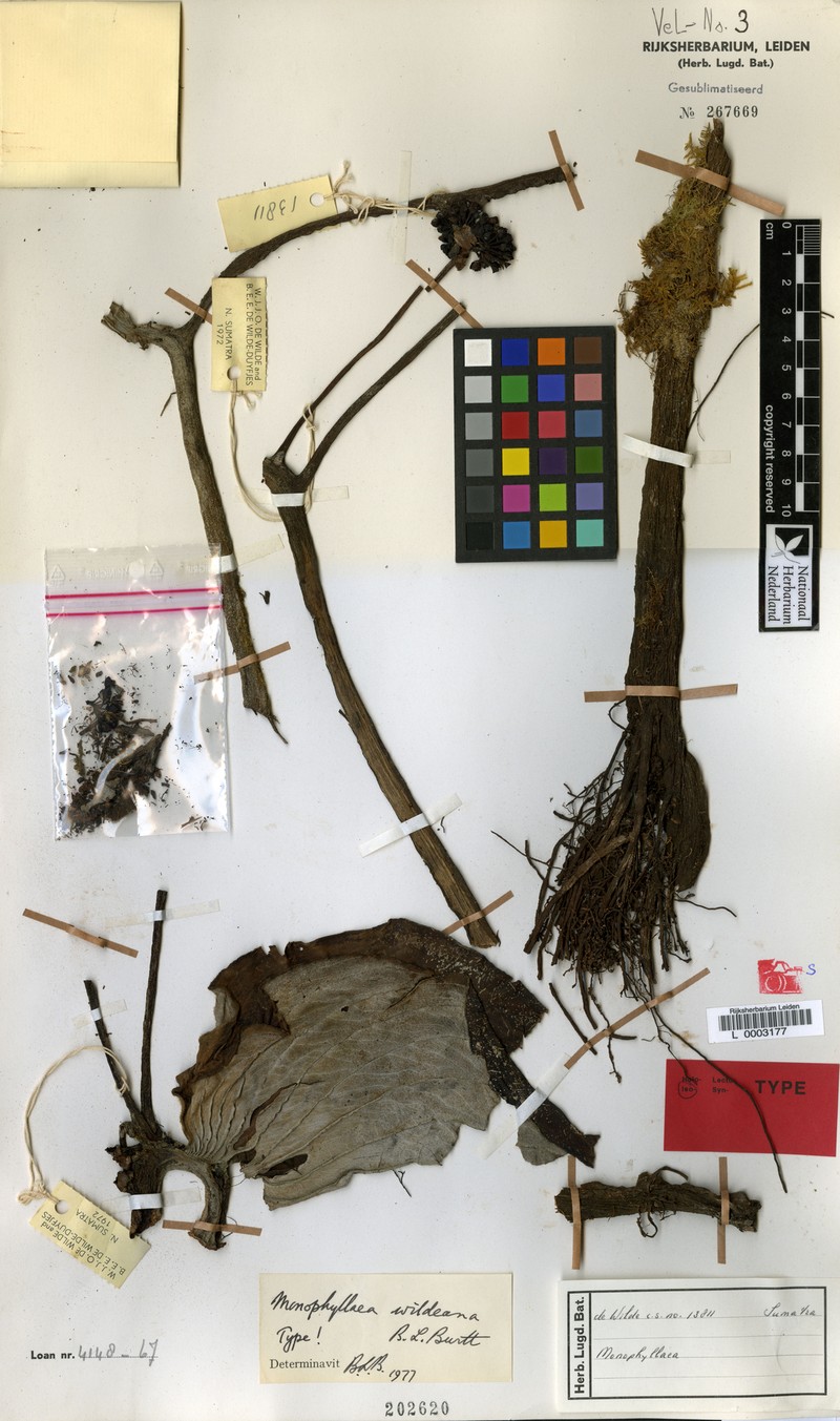 Monophyllaea wildeana