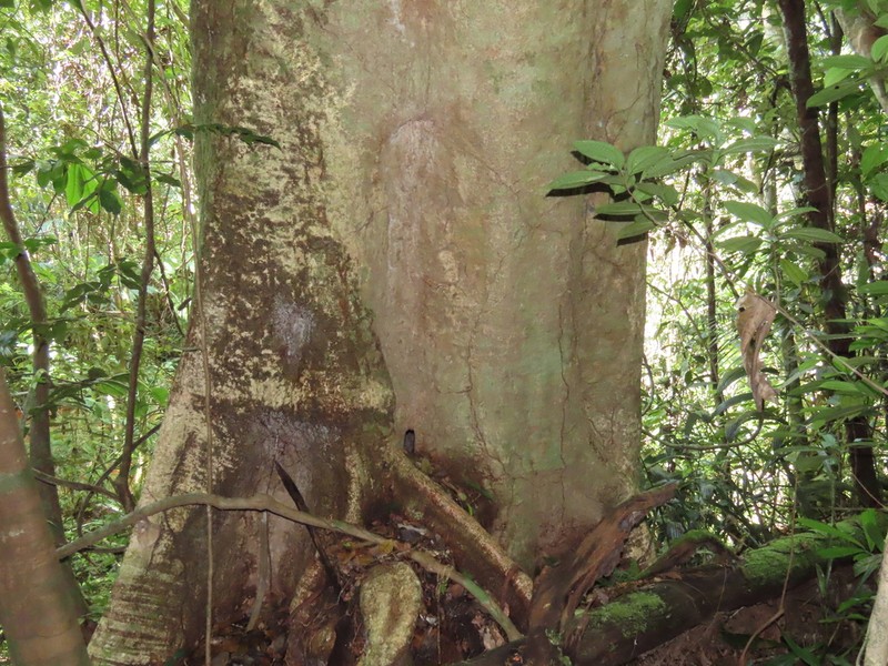 Monopteryx inpae