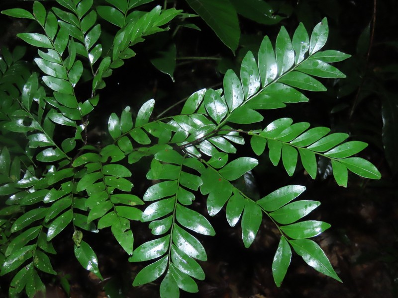 Monopteryx inpae photo 5