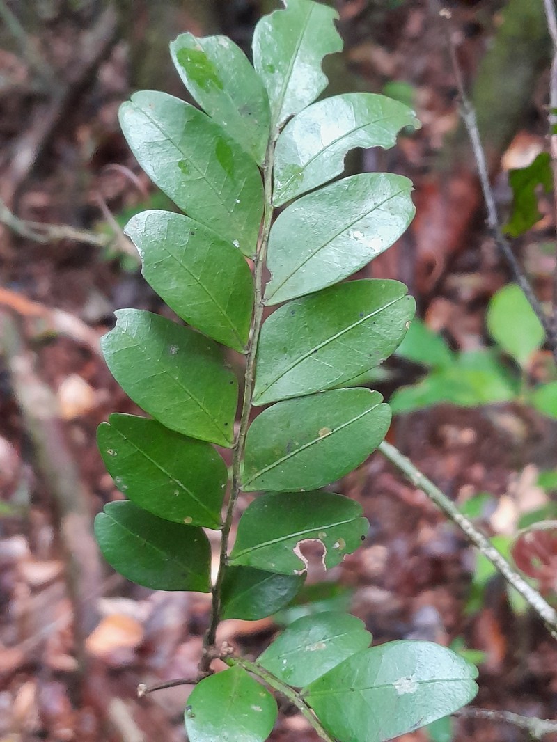 Monopteryx inpae photo 6