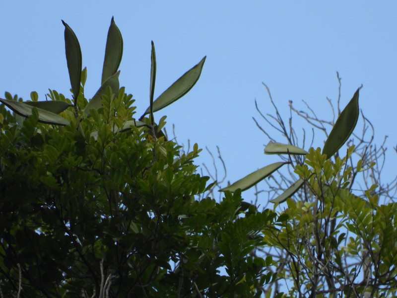 Monopteryx inpae photo 7