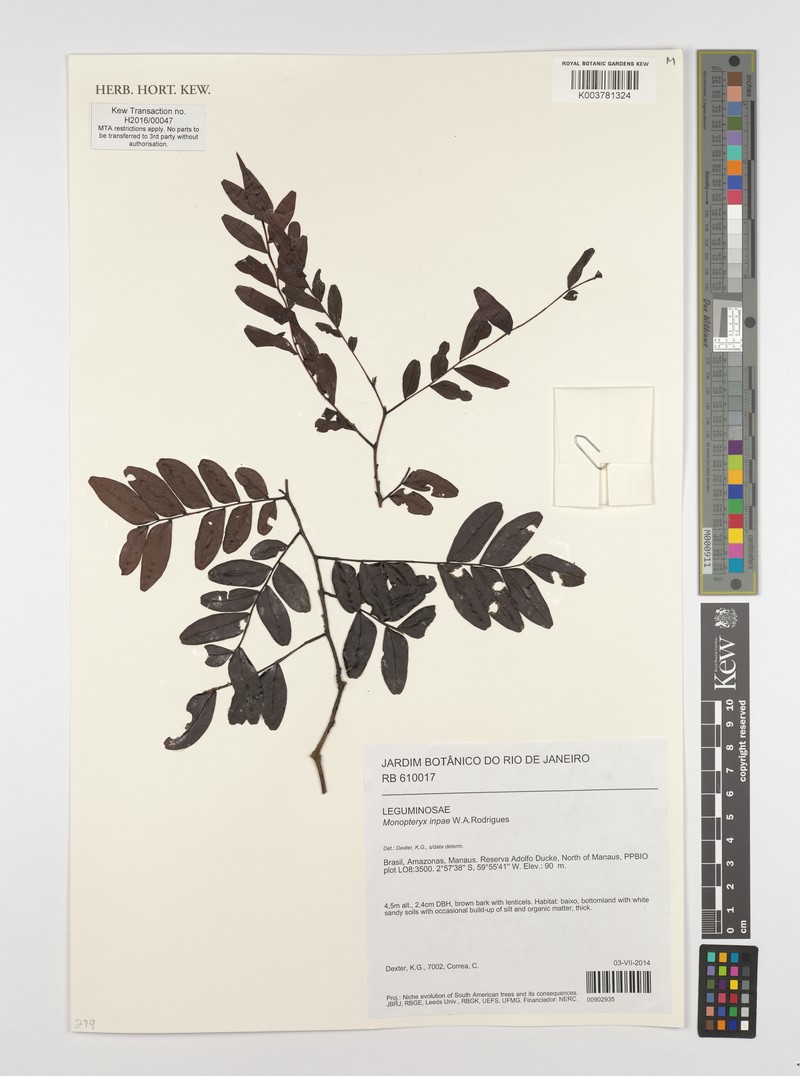 Monopteryx inpae photo 8
