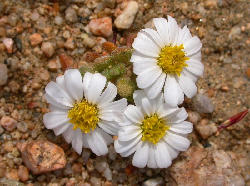 Daisy Desertstar photo 2