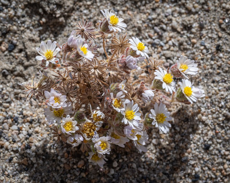 Daisy Desertstar photo 3