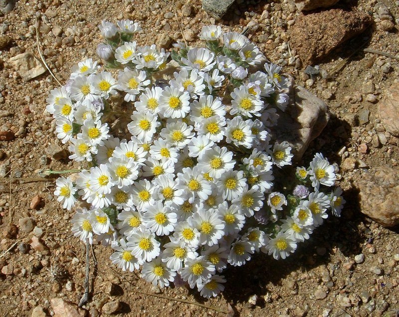 Daisy Desertstar photo 4