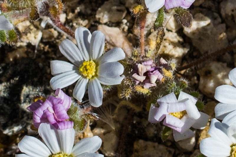Daisy Desertstar photo 5