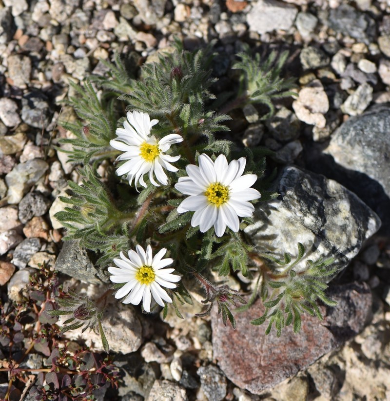 Daisy Desertstar photo 6