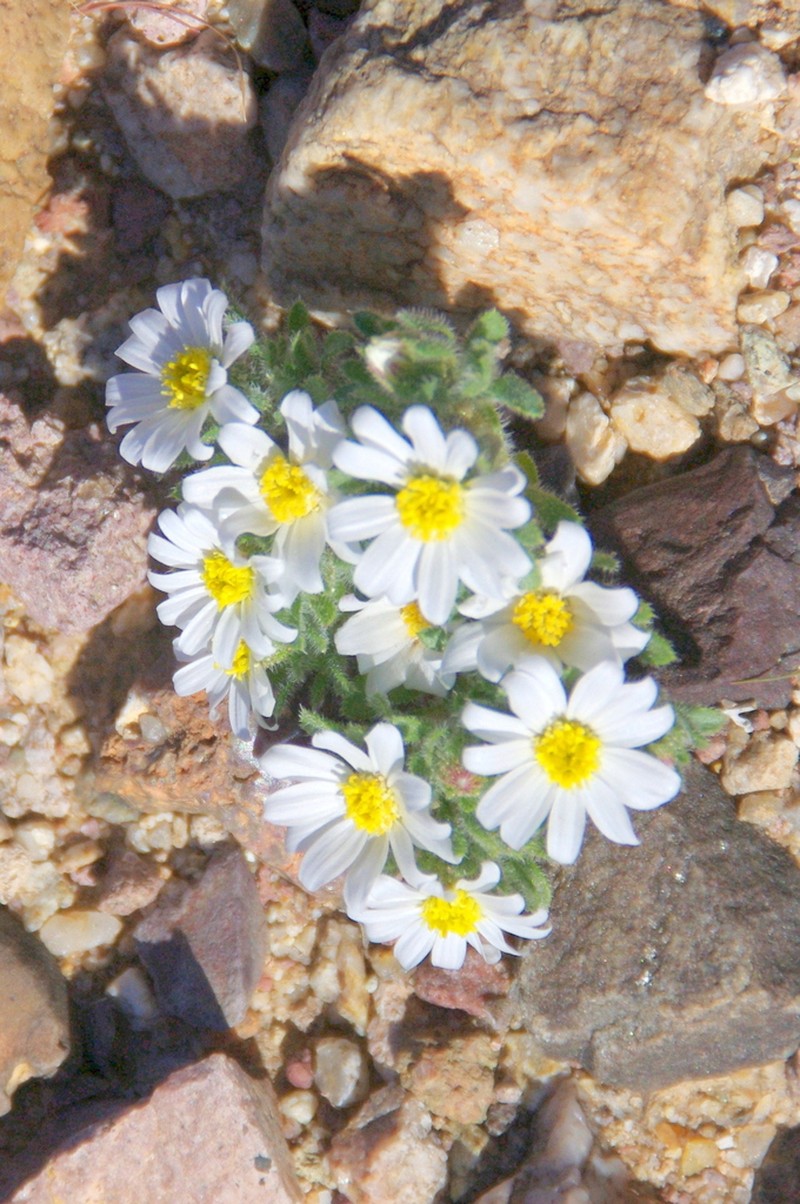 Daisy Desertstar photo 7
