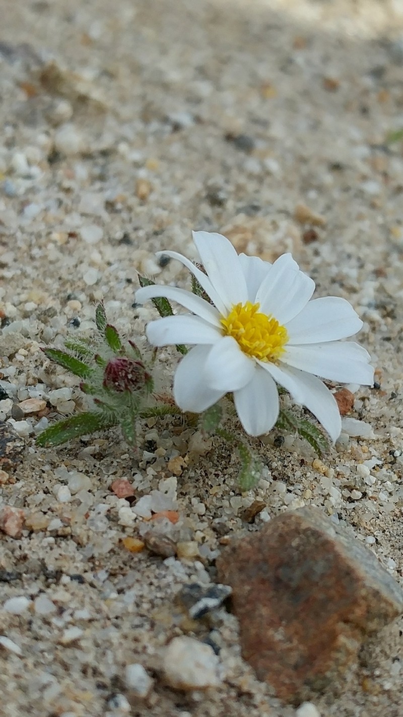 Mojave Desertstar photo 2