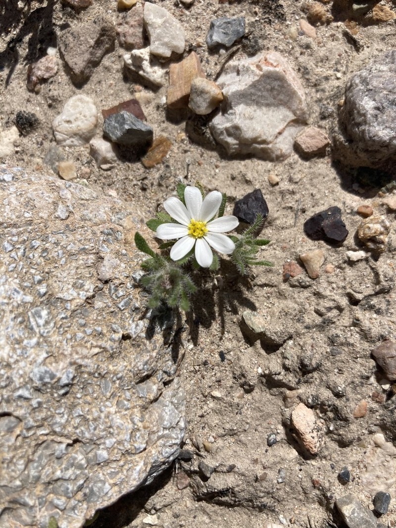 Mojave Desertstar photo 3