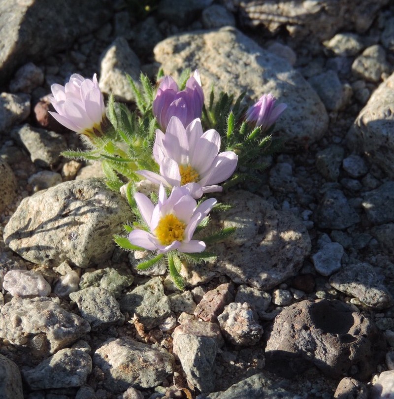 Mojave Desertstar photo 4