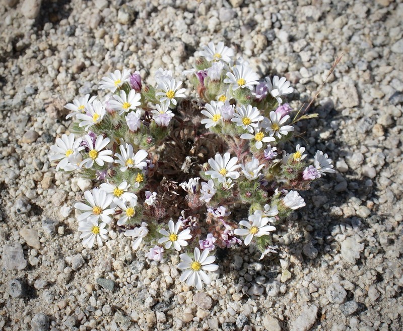 Mojave Desertstar photo 5