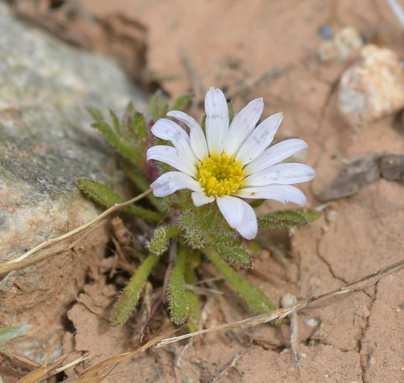 Mojave Desertstar photo 7