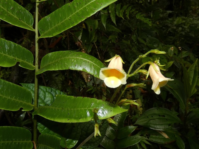 Monopyle aurea photo 2