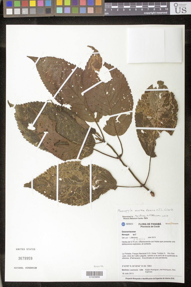 Monopyle aurea photo 4