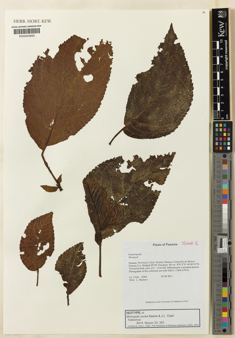 Monopyle aurea photo 5